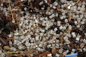 Mehr über den Artikel erfahren Surfrider’s Kampf gegen die Umweltverschmutzung, die keiner kennt